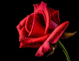 black rose